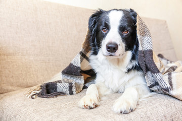 Wall Mural - Stay home. Funny portrait of puppy dog border collie lying on couch under plaid indoors. New lovely member of family little dog at home warming under blanket. Pet care animal life quarantine concept.