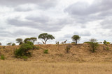 Fototapeta Sawanna - Landscape of a hill in the savanna of Tarangire National Park, in Tanzania, with some giraffes and trees on it