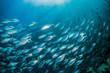 Schooling silver fish swimming in clear blue ocean