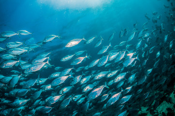 Wall Mural - Schooling silver fish swimming in clear blue ocean