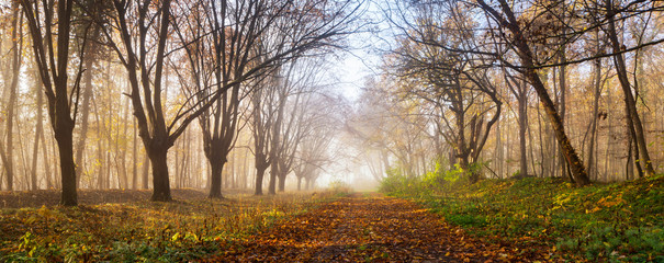Wall Mural - panorama of footpath with fallen leaves through foggy forest in autumn