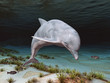 Delfin in einer Unterwasserlandschaft