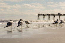 Gulls And A Wooden Pier In Daytona Beach In Florida