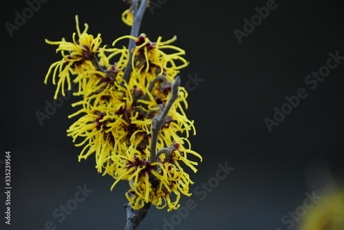 Cuadros en Lienzo Witch hazel hamamelis mollis growing in Viktoriapark Berlin Germany