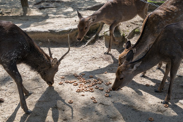 Nara Park in Japan. Sika deer eat food scattered by tourists.