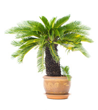 Palm Tree Cycas Revoluta In Clay Pots Isolated On White Background, Used For In Interiors Home, Garden And Park Decoration