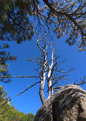 Two dead trees on a rock framed by green spruce tree branches