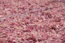 Close Up Of Pink Flowers, Pink Zinnia Petals Background,Light Shining On Pink Flower Petals.