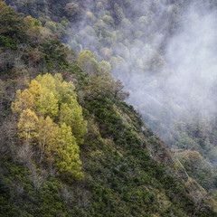 Wall Mural - Mysty Mountain with group of Birches