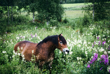 Brown Horse Standing In A Field Of Flower In Summer