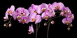 Branch of pink phalaenopsis or Moth orchid from isolated on black background