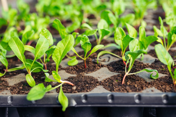 Canvas Print - Vegetable seedlings sprouting in a greenhouse