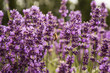 Close up of lavender flower in spring, violett, green, purple, blue