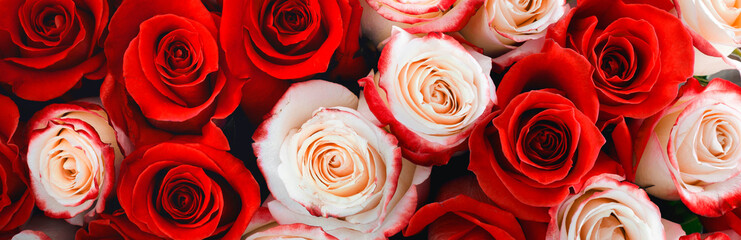 Bouquet of red and white roses. Background and texture. Panorama.