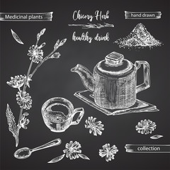 Wall Mural - Realistic Botanical ink sketch of chicory root, flowers, powder, teapot, tea cup and spoon isolated on chalkboard background, floral herbs collection. Medicine plant.