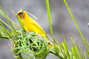 Wall Mural - Weaving bird (golden palm weaver - Ploceus bojeri) is building a new nest, Africa