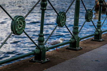 Sea gull bird in a little park not far away from the opera house in Sydney, New South Wales, Australia at a hot and sunny day.