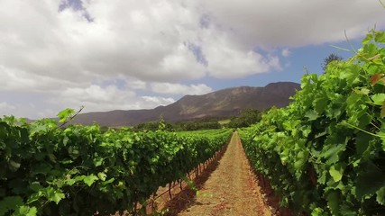 Canvas Print - Scenic landscape of a lush vineyard against a backdrop of mountains, Western Cape, South Africa