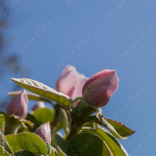 Fotografía Fleur de cognassier sur fond de ciel bleu