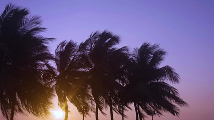 Wall Mural - Coconut leaves swaying in the wind, Silhouette coconut tree with flare sunlight, before sunset in evening                              