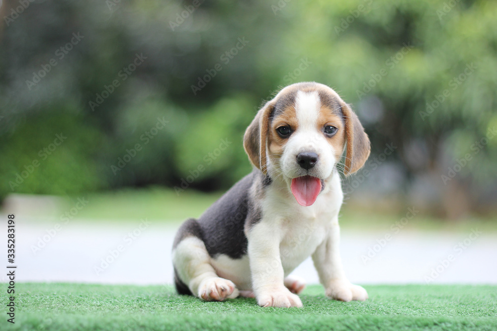 Beagle puppy age two month old sitting on green grass in summer morning - obrazy, fototapety, plakaty 