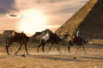 Wall Mural - Famous great Giza Pyramids in sand desert in Cairo.