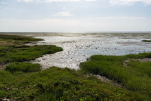 The Transition From Meadow To Wadden Sea In Sunlight.