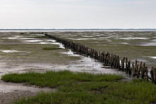 A Row Of Wooden Bollards Stands In The Wadden Sea At Low Tide.
