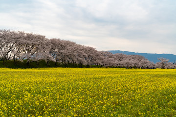 Sticker - Cherry blossom in Nara, 2020.