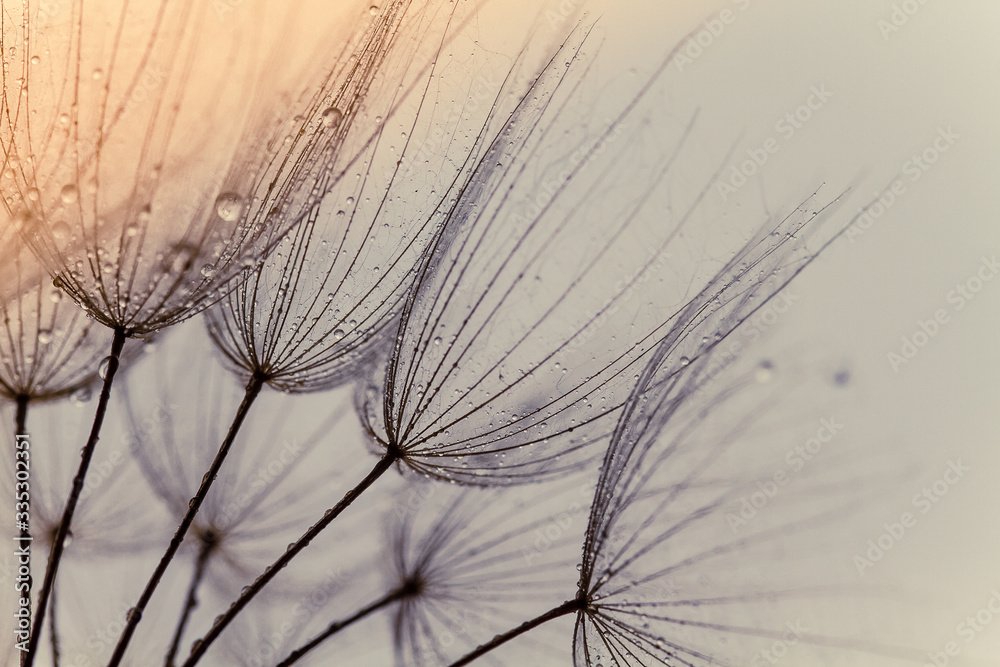 Abstract macro photo of dandelion seeds. Shallow focus. Old style tone. - obrazy, fototapety, plakaty 