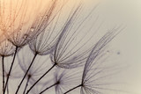 Fototapeta Dmuchawce - Abstract macro photo of dandelion seeds. Shallow focus. Old style tone.