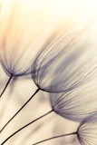 Fototapeta Dmuchawce - Abstract dandelion flower background. Seed macro closeup. Soft focus . Spring nature