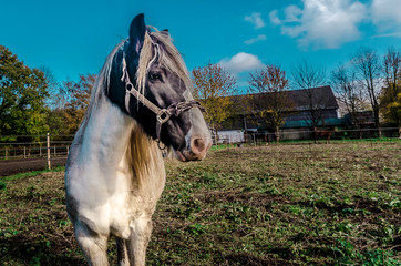 Wall Mural - Pferd 