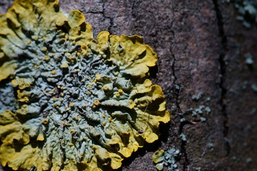 Canvas Print - lichen on tree bark