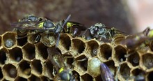 A Breathtaking Closeup Clip Of Wasps (polybia Paulista) Nest Busy Building Their Hive And Taking Care Of The Larvae. Macro Shot Of Colony Constructing Nest In The Nature.