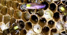 A Breathtaking Closeup Clip Of Polybia Paulista Wasps' Larvae Inside Their Space Getting Food From The Worker Wasps. Macro Shot Of Colony Constructing Nest In The Nature. 