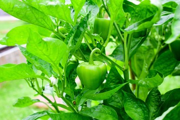 Wall Mural - green bell pepper plant in the garden