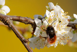 Gehörnte Mauerbiene bestäubt Blüten
