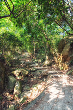 Empty Path And Steps In Lush Bamboo Forest At The Dragon's Back
