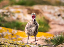 Portrait Of A Seagull Chick On A Rock Ledge On Farne Islands. Northumberland, England, North Sea. UK