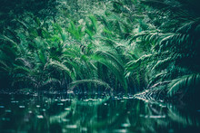 Natural Green Filter, Tropical Forest With Lake