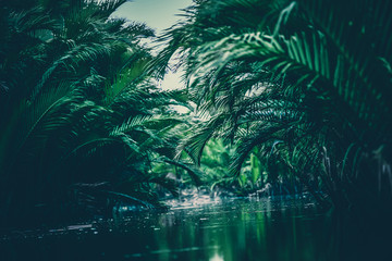 Fototapeta Piękny zielony las tropikalny nad jeziorem
