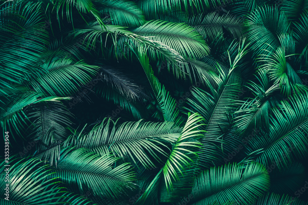 tropical forest natural background, nature scene in green tone style, concept of relax and freedom lifestyle using for spa and travel - obrazy, fototapety, plakaty 