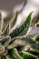 Sugar Leaf Marijuana Plant full of trichomes