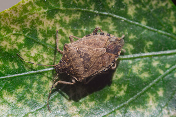 Detail of a brown marmorated stink bug on a leaf