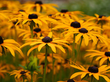 Yellow Black-eyed Susans, Rudbeckia Hirta, Flowering In A Summer Garden