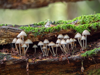 white mushroom / fungi in wood bonnet fungi in wood