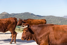 Close-up Of Brown Cows In The Middle Of The Road