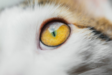 Marco cat eye closeup. Cat white