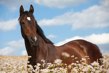 Portrait Of Nice Brown Horse Posing On Buckwheat Field